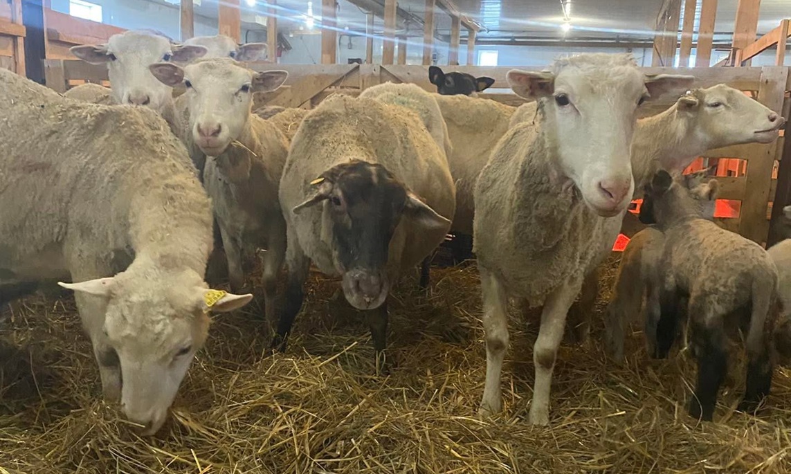 Des moutons et agneaux dans un enclos intérieur. Des lampes chauffantes rayonnent en arrière-plan.