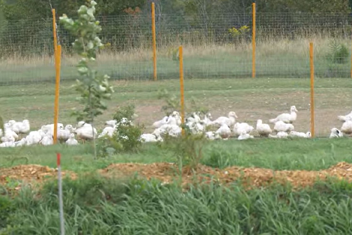 Des canards blancs d'élevage dans un vaste enclos extérieur rempli de verdure