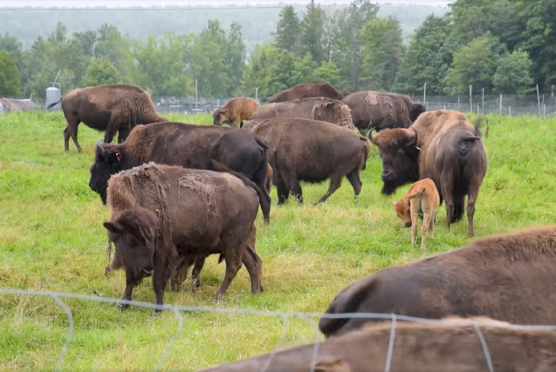 Des bisons au pâturage, petits et grands dans un immense enclos.