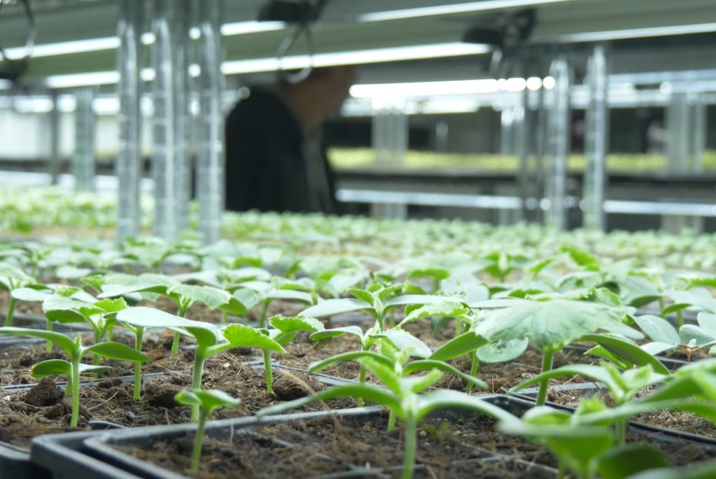 Installations avec éclairage; tablettes où se trouvent de nombreux semis. Culture maraîchère bio.