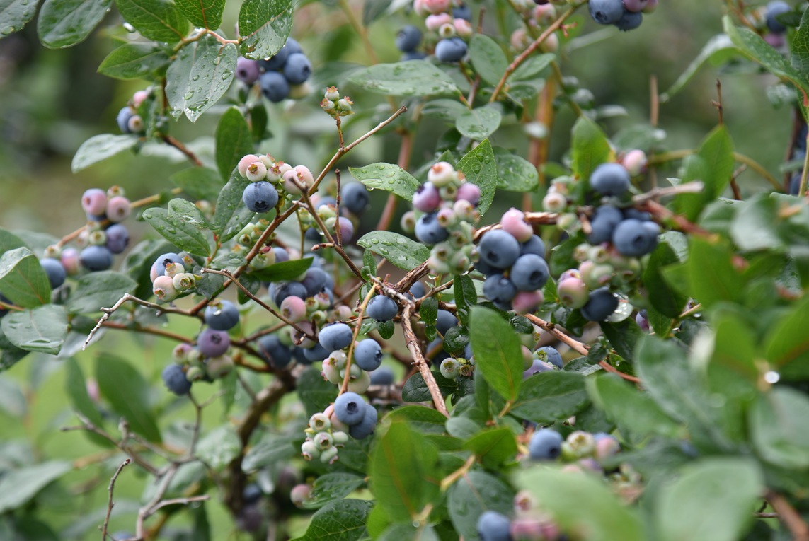 Un plant de bleuets en corymbe