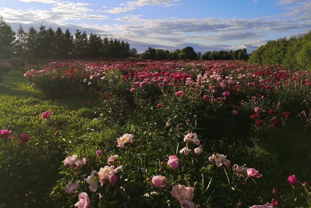 Champ de fleurs aux teintes rosées devant un boisé