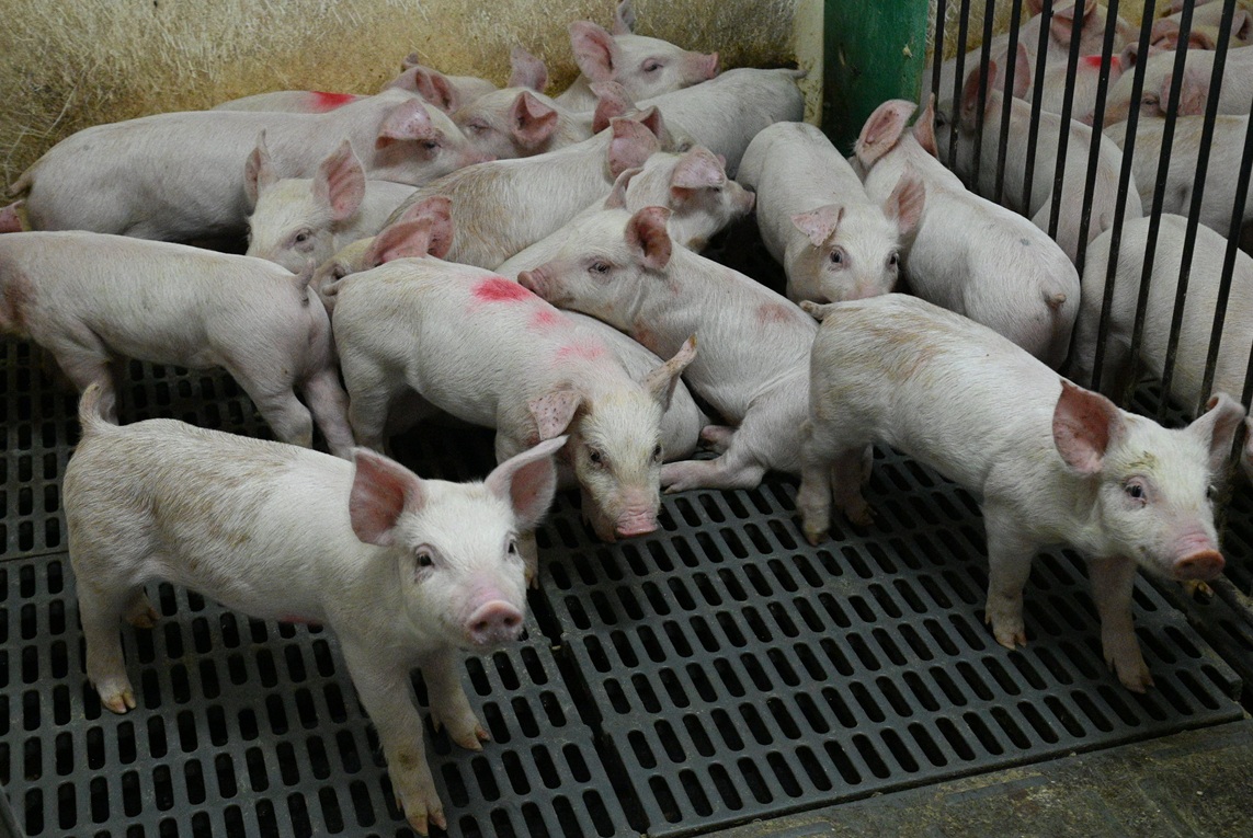 Un groupe de porcelets à la pouponnière