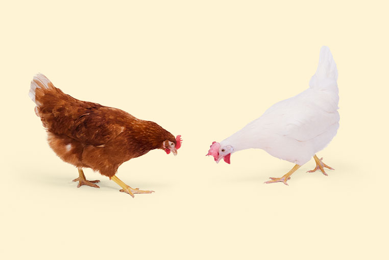 Une poule brune et une poule blanche