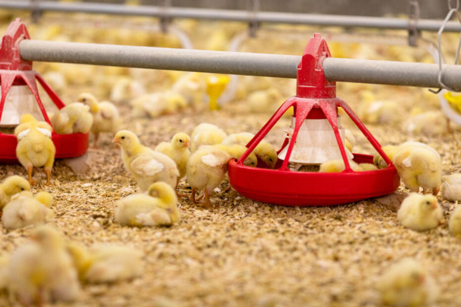 Poussins et système d'alimentation dans un poulailler