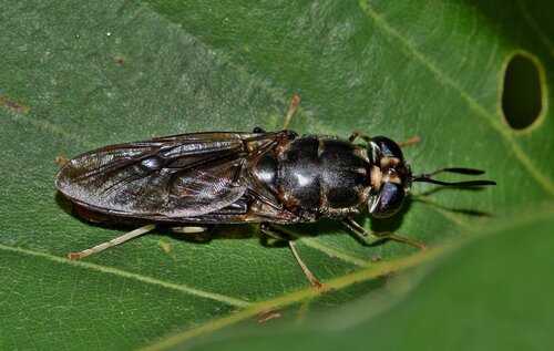 Initiation à la production d'insectes comestibles – UPA