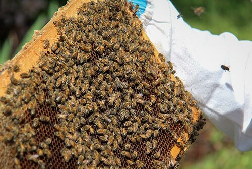 De l'abeille à la ruche 2e partie – UPA