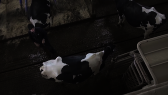 Pousser une vache dans le robot de traite
